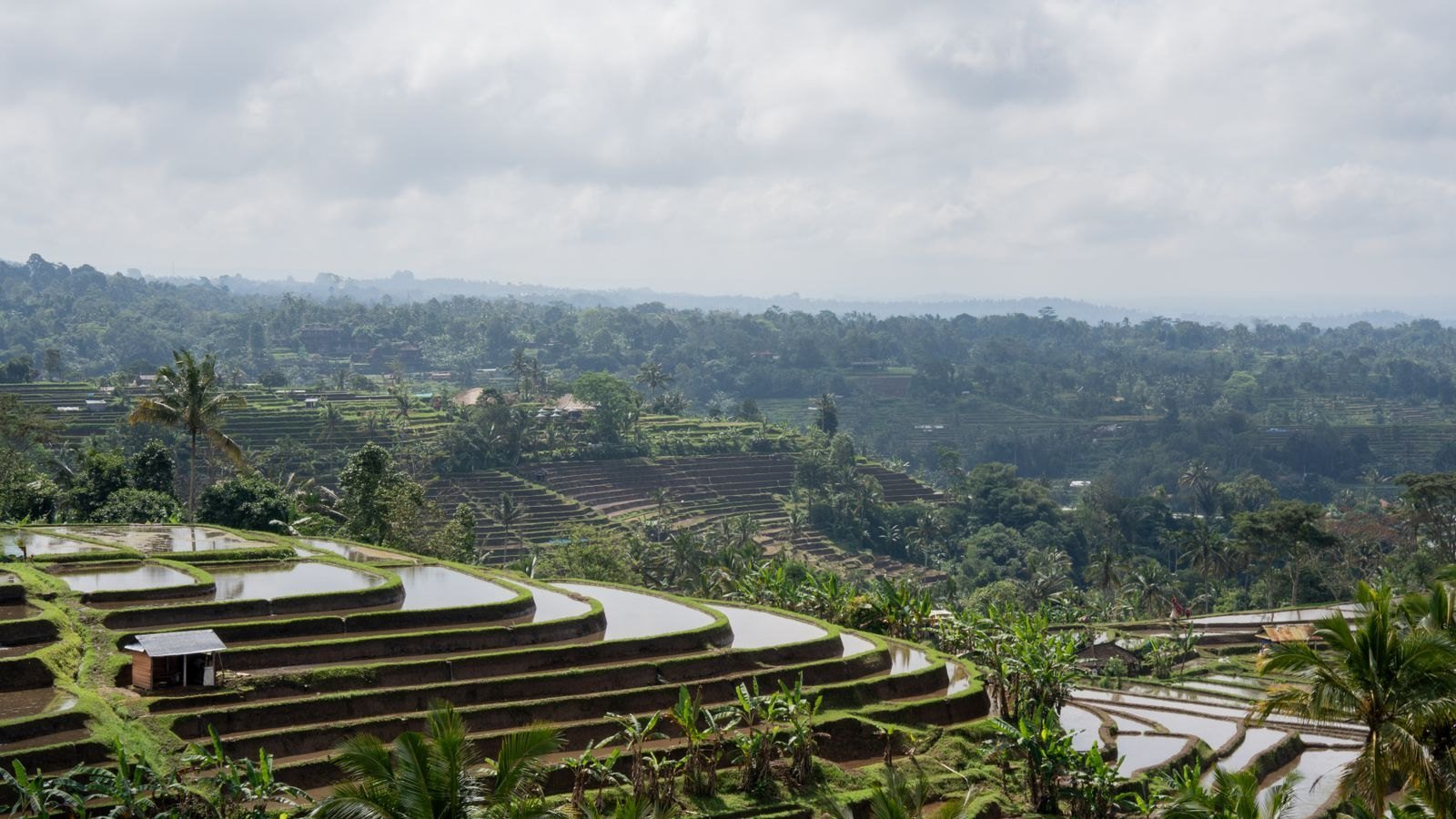 Protecting Bali's Agricultural Heritage: A Sustainable Future for the Island